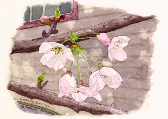 4  Cherry Blossoms web
