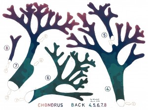 Chondrus Back 4 web