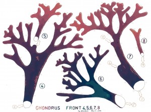 Chondrus Front 4 web