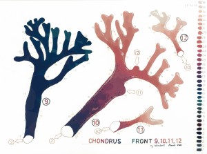 Chondrus Front 9 web